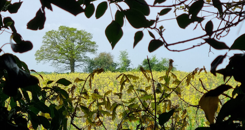 Countryside View